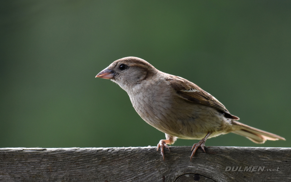 House sparrow (Passer domesticus)